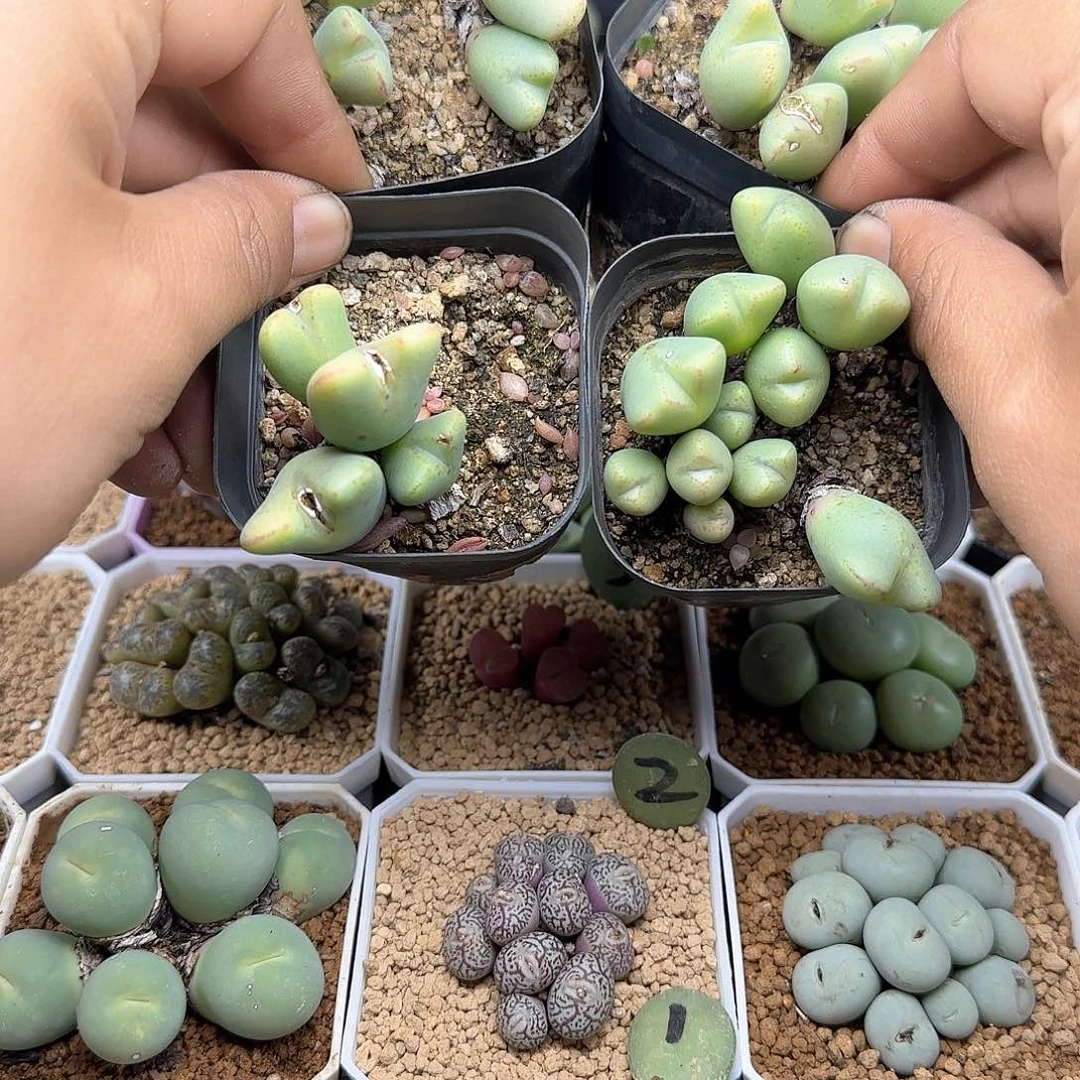 晚****醒哈哈哈哈哈哈25408