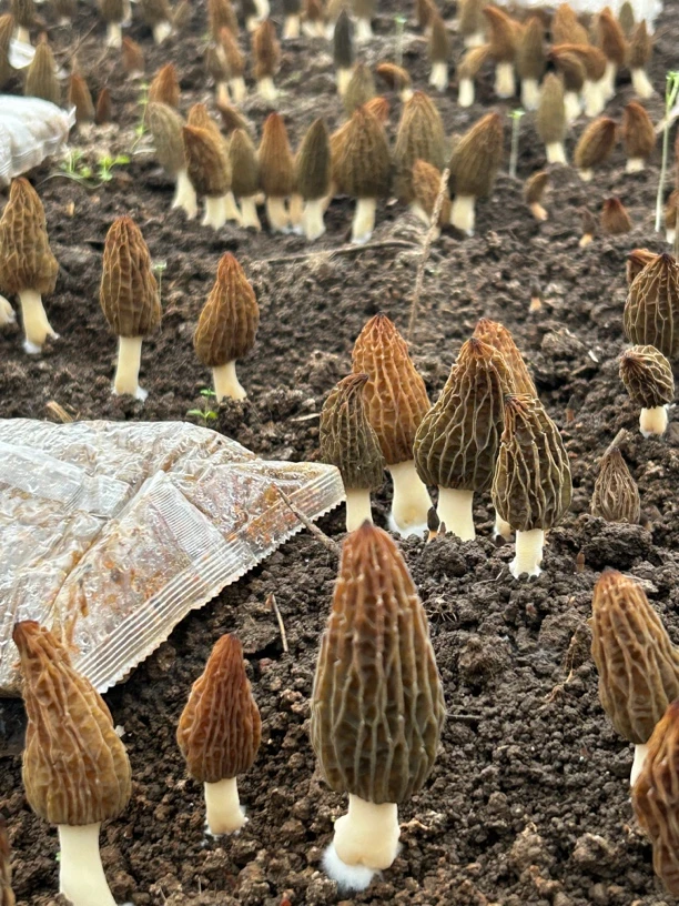 新鲜羊肚菌高原新鲜羊肚菌农户自产