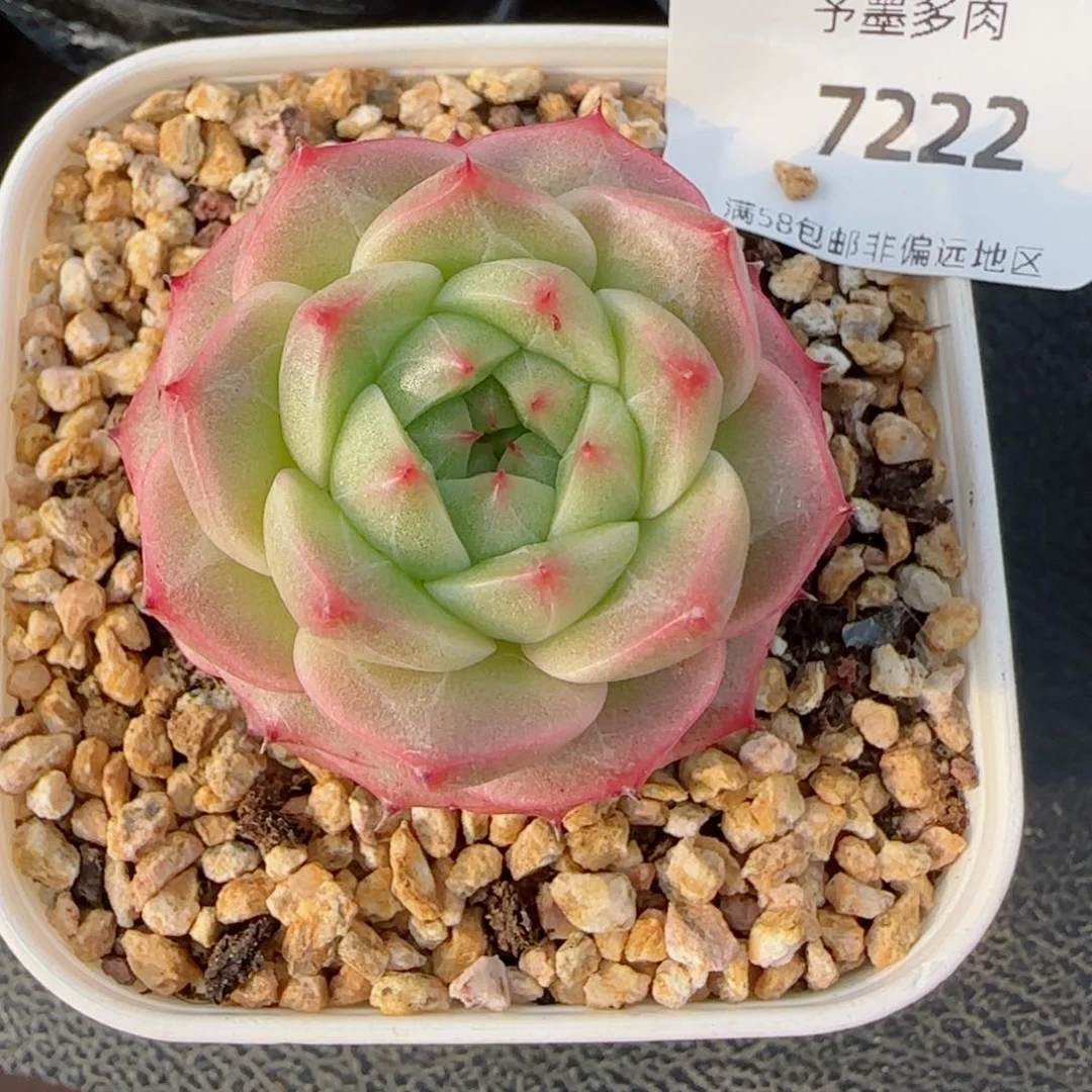 青梅，7222多肉植物