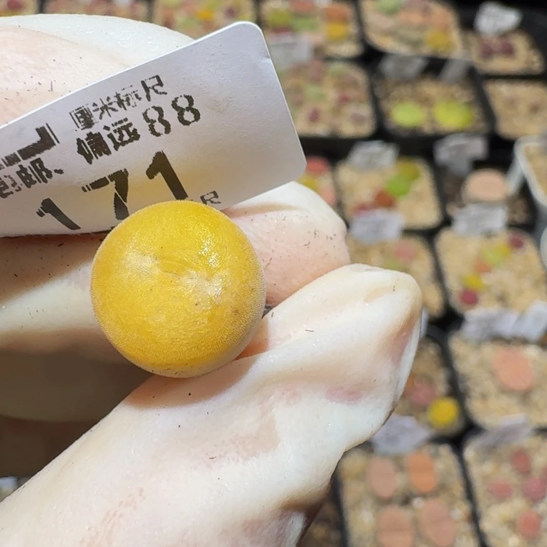 小***昕Sss生石花多肉171