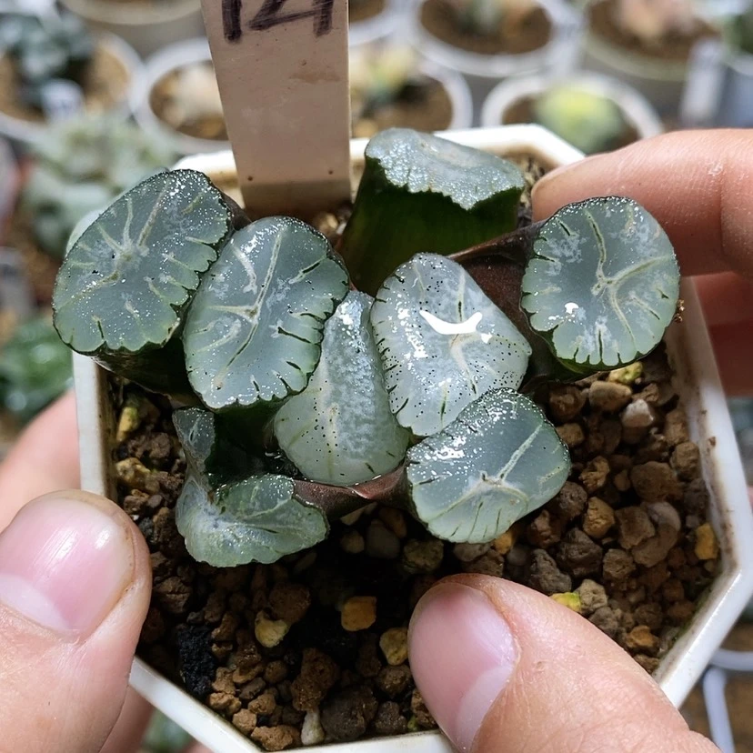 【闪购商品】127马萨林