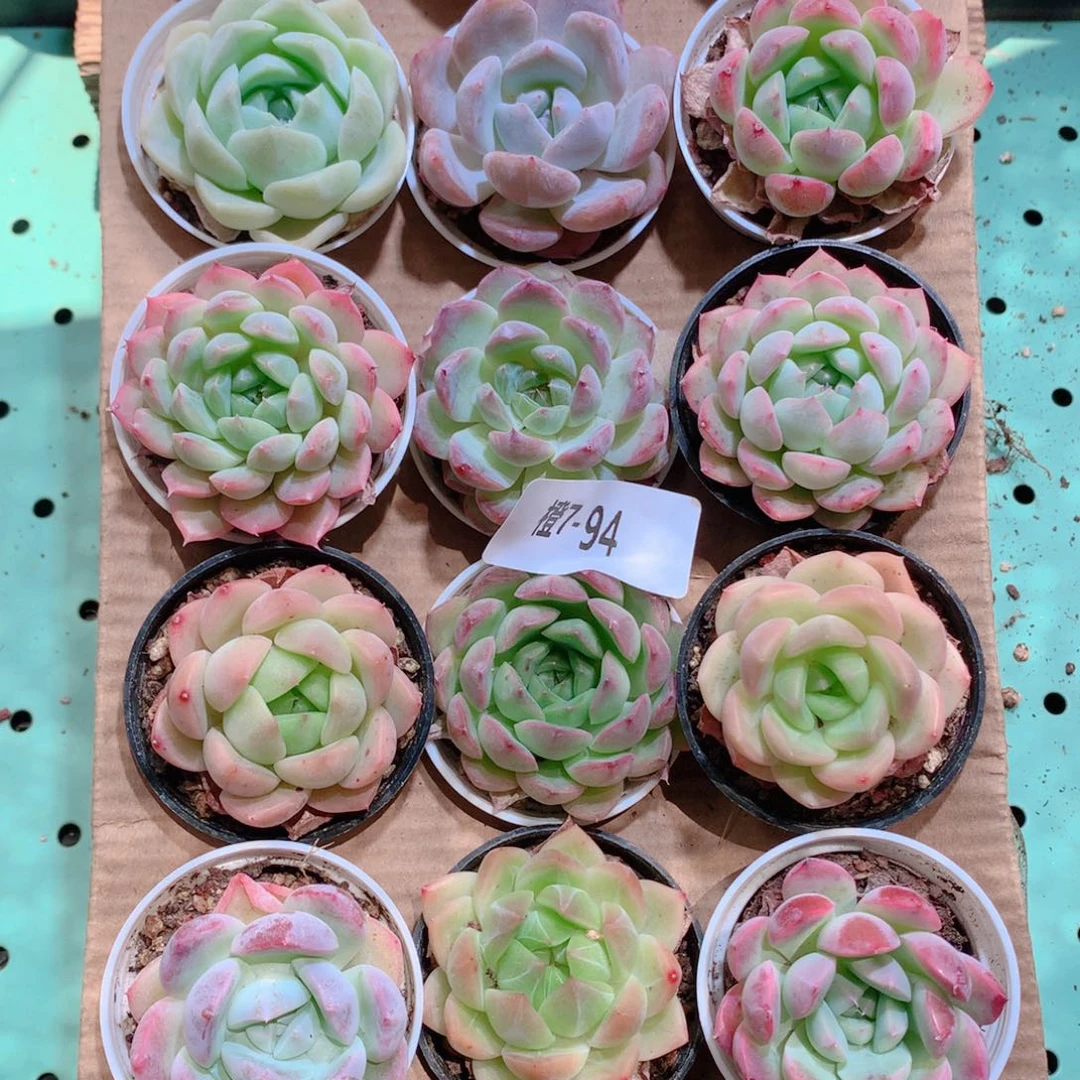 7-94一物一拍带盆18颗