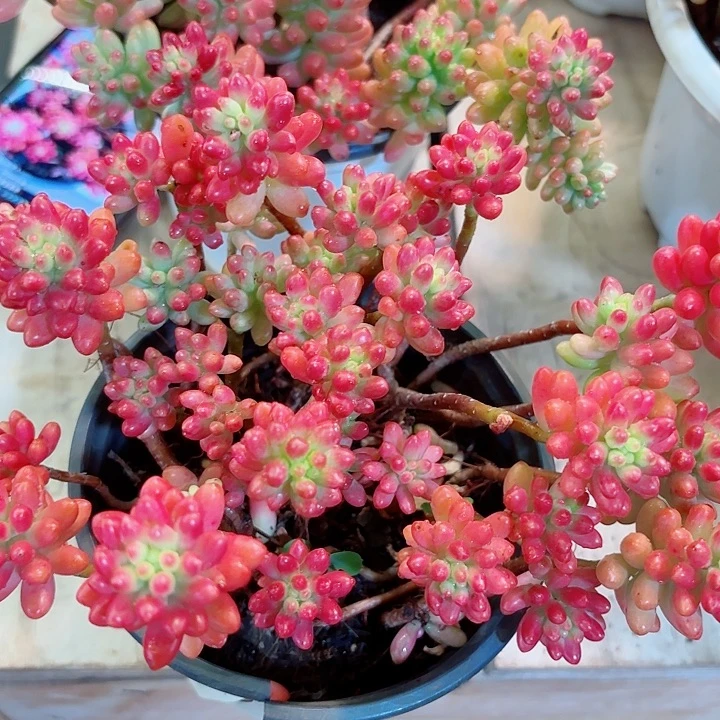 虹之玉多肉植物群生