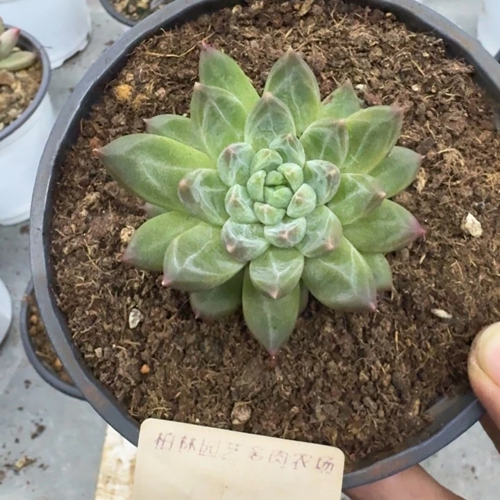 美人杂交 一物一拍