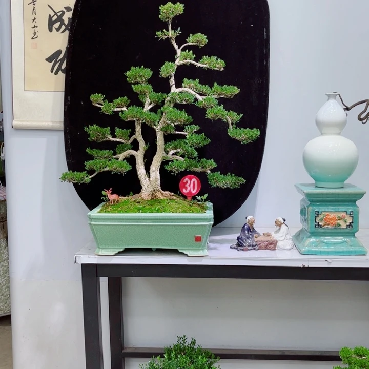 以实际为准精品黄杨老桩