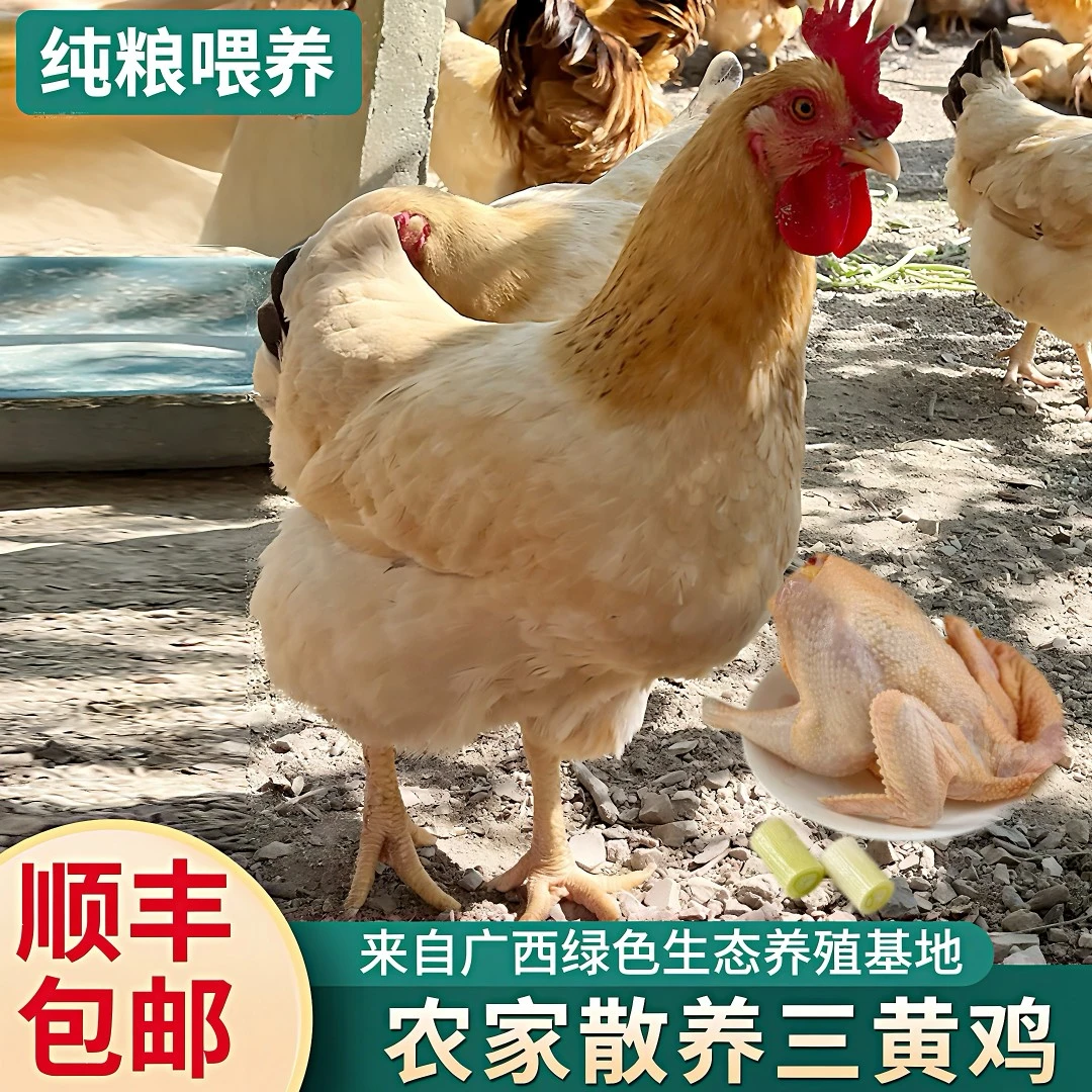 （生鲜）广西正宗下蛋三黄鸡，顺丰冷链包邮
