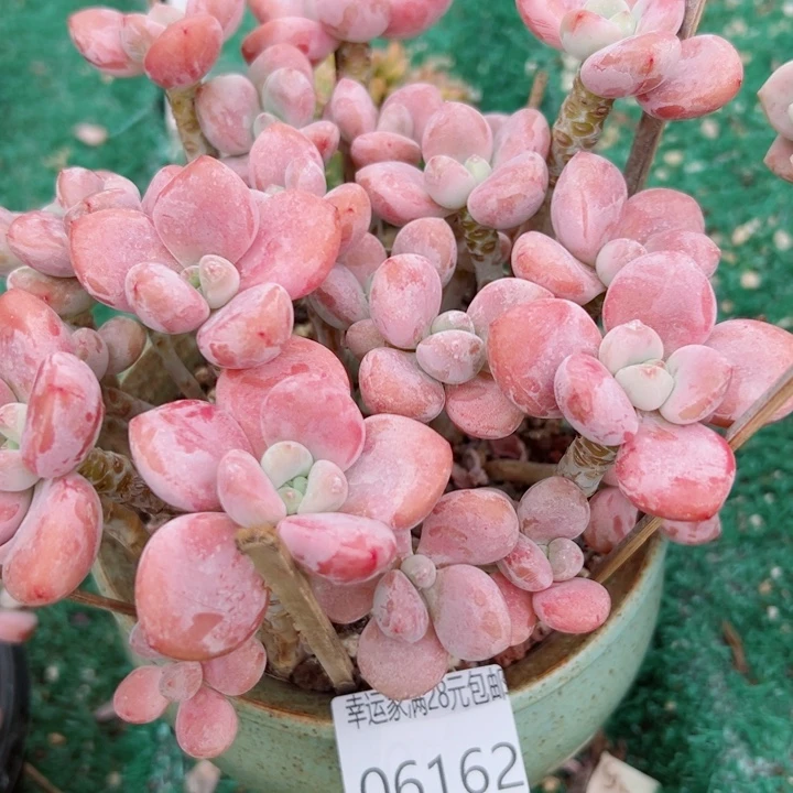 幸运的是我还没遇到你