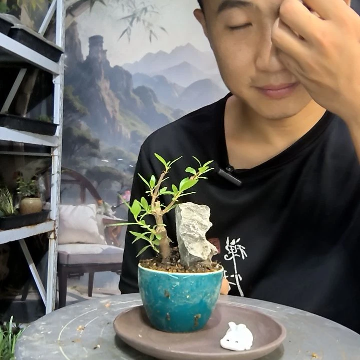 @*霞中青园艺一物一拍135