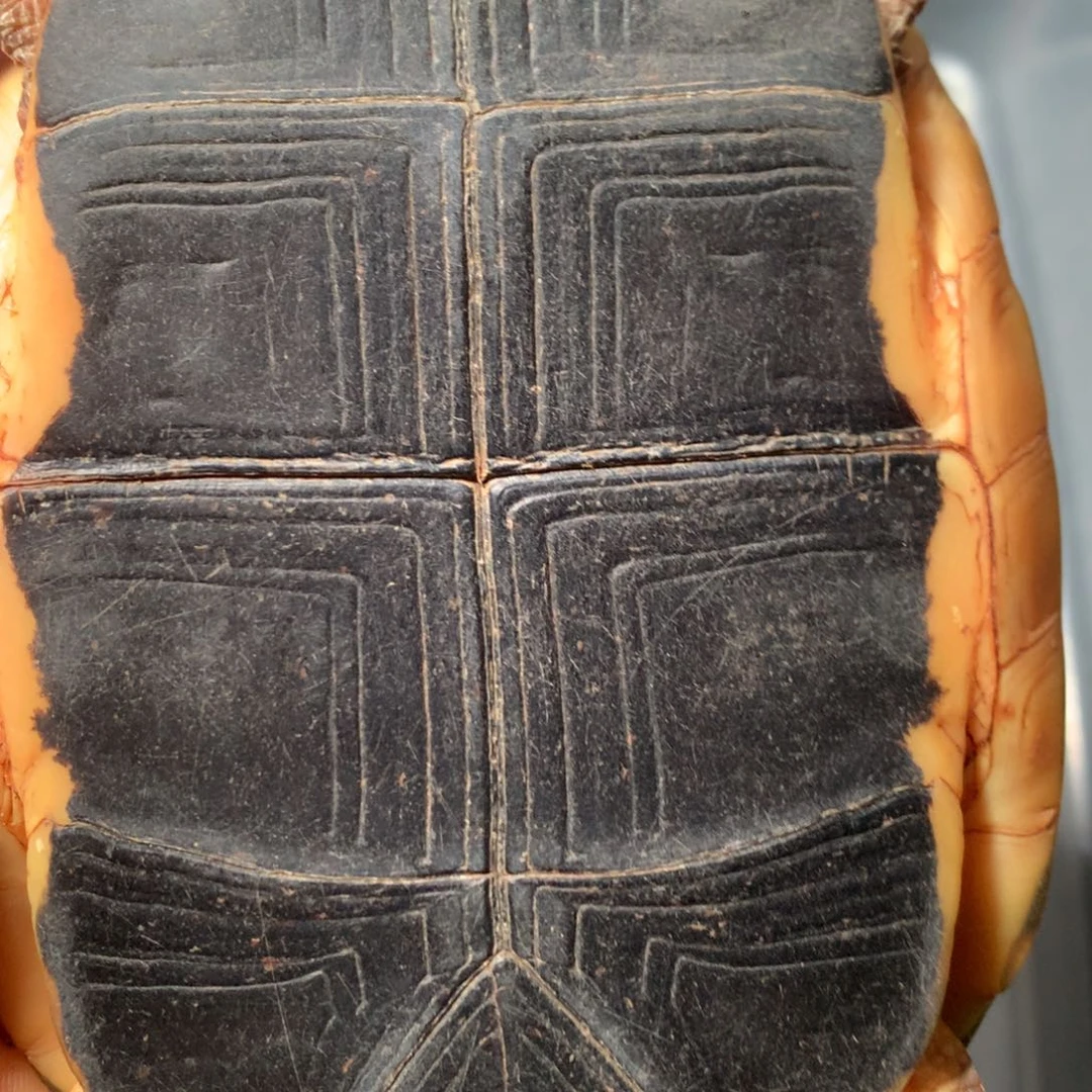 宠物龟不分公母宠物龟