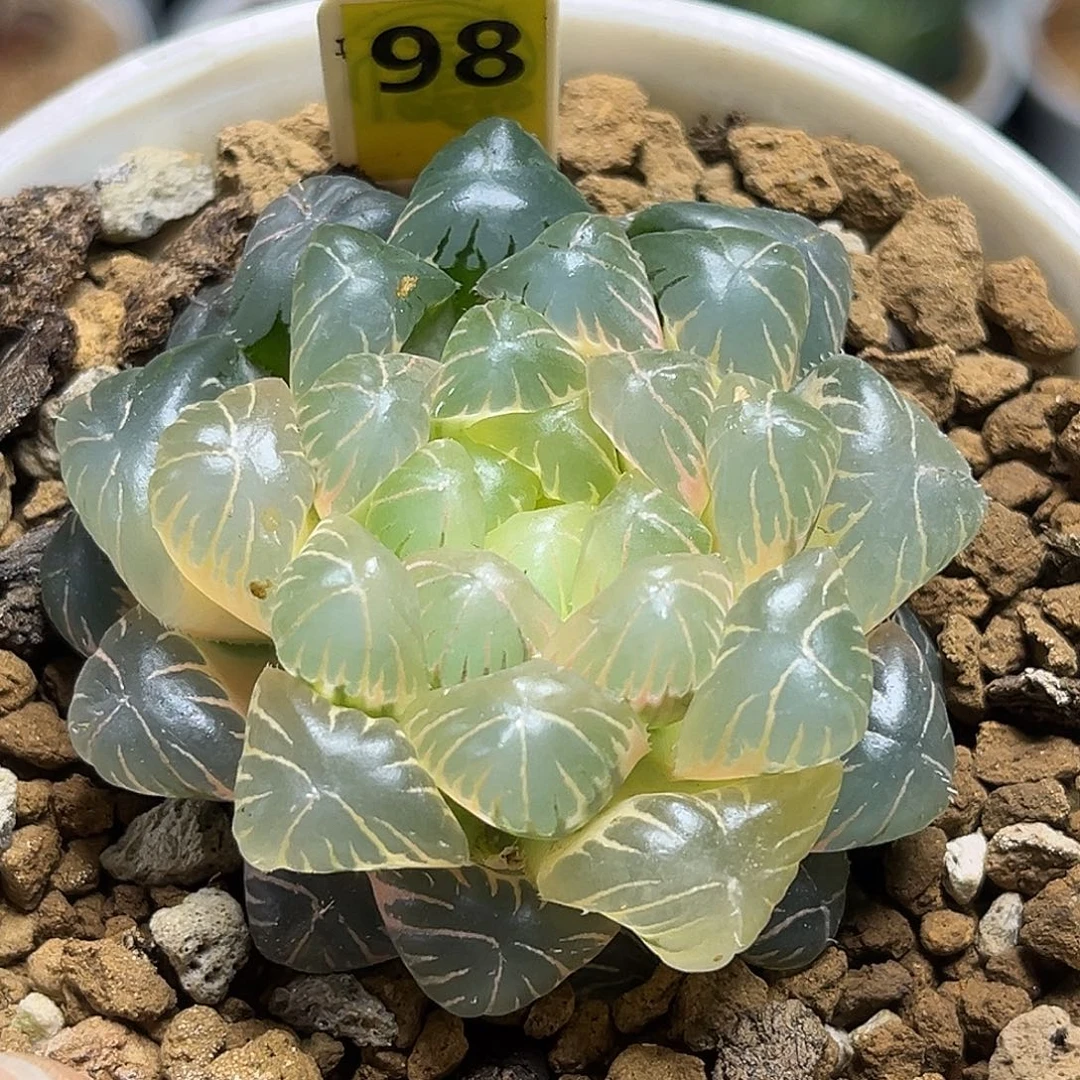 98湖水玉露锦福利福利福利