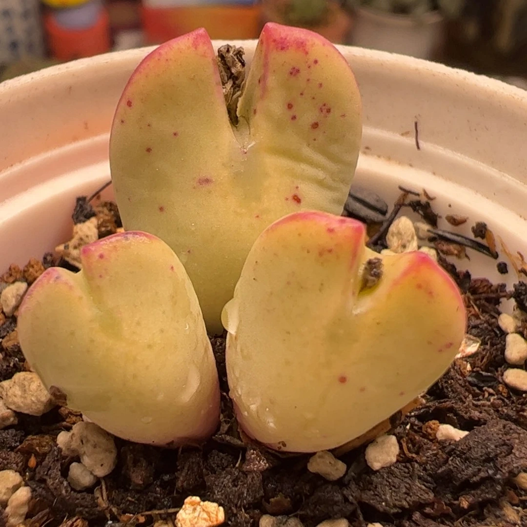 特价多肉植物百科51，