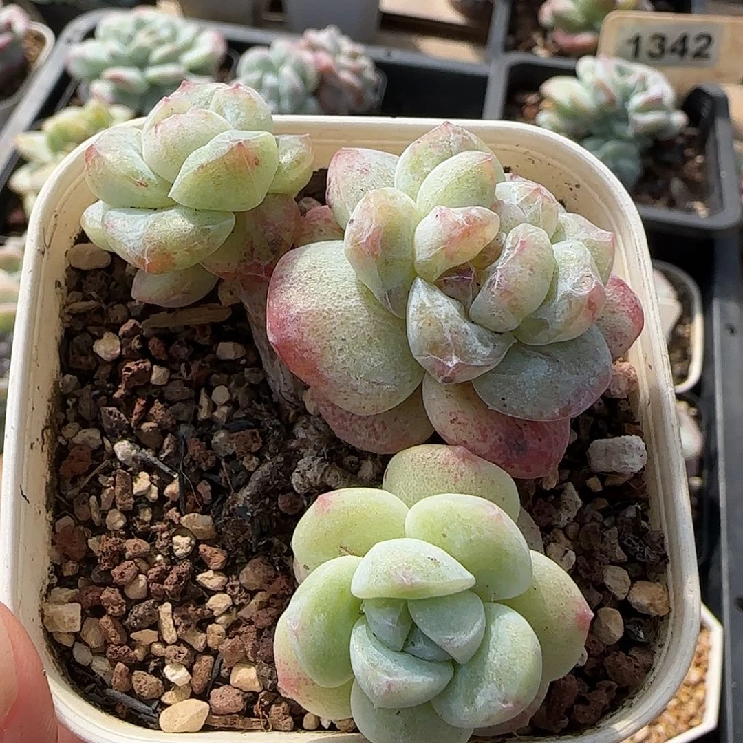 ****皇冠专拍包整石化