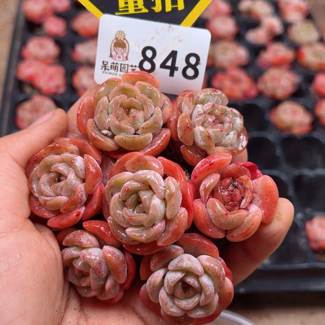 多肉植物多肉植物