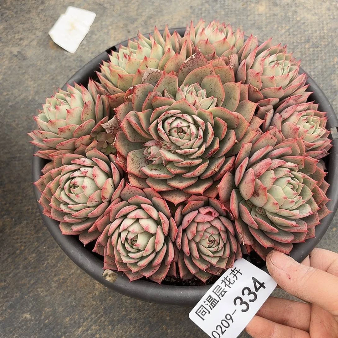 疏*?同温层多肉林杰安娜334