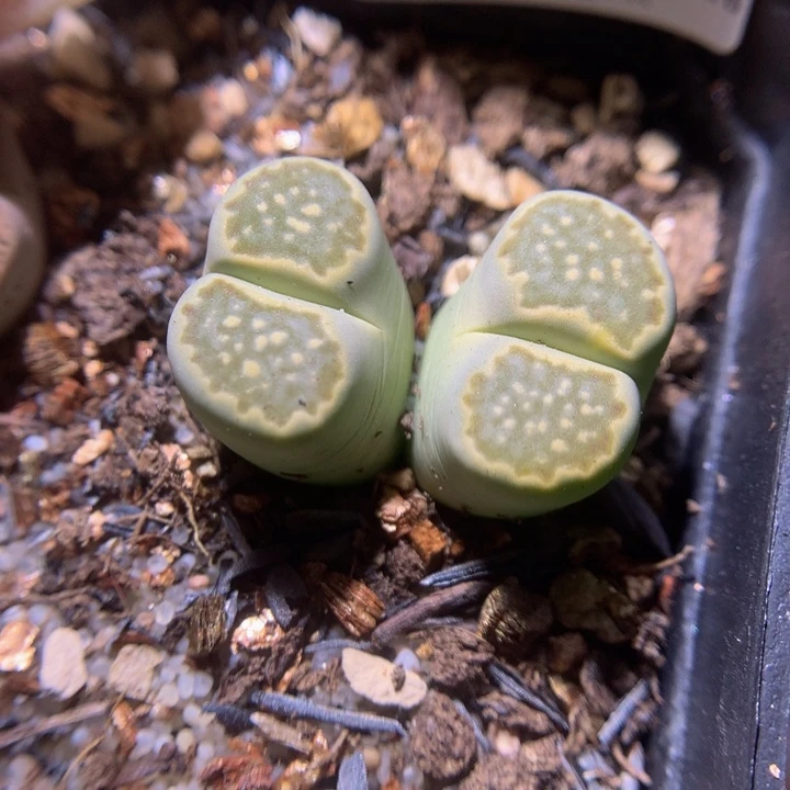 生石花多肉211.144