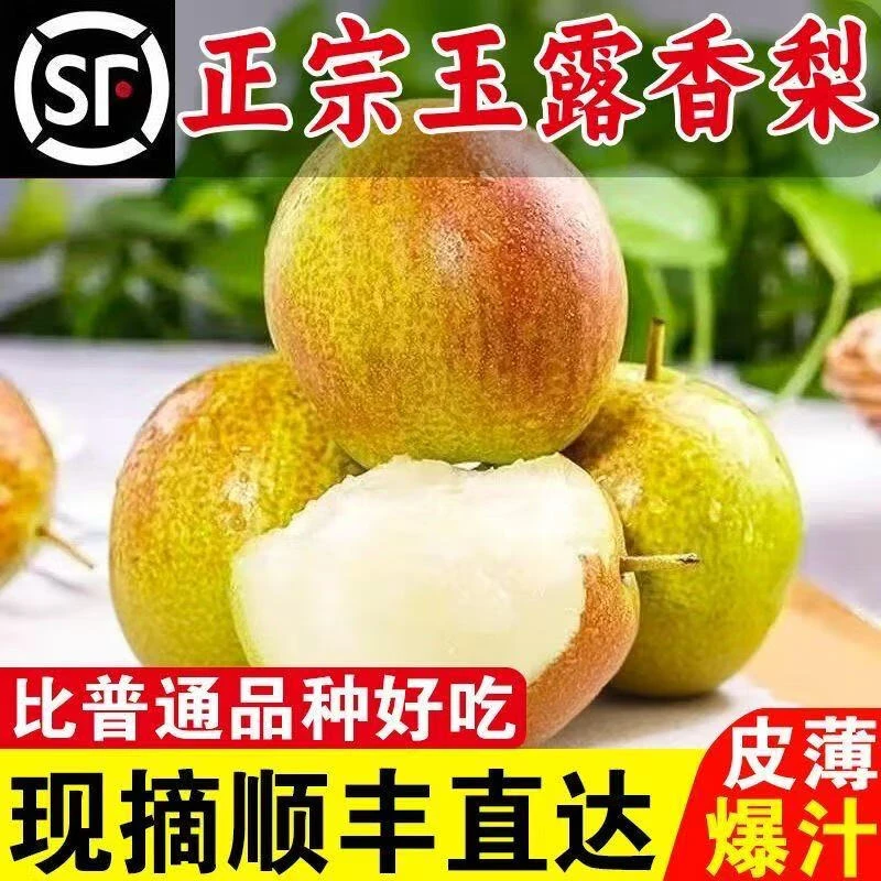 顺丰包邮正宗山西玉露香梨当季现摘水果果园直发脆甜多汁皮薄肉厚