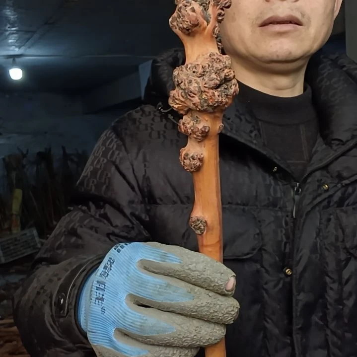 稳定木心**然贵州檬子木   铁马鞭   根艺  半成品