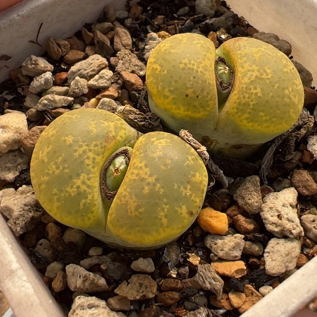 258多肉植物种类多样