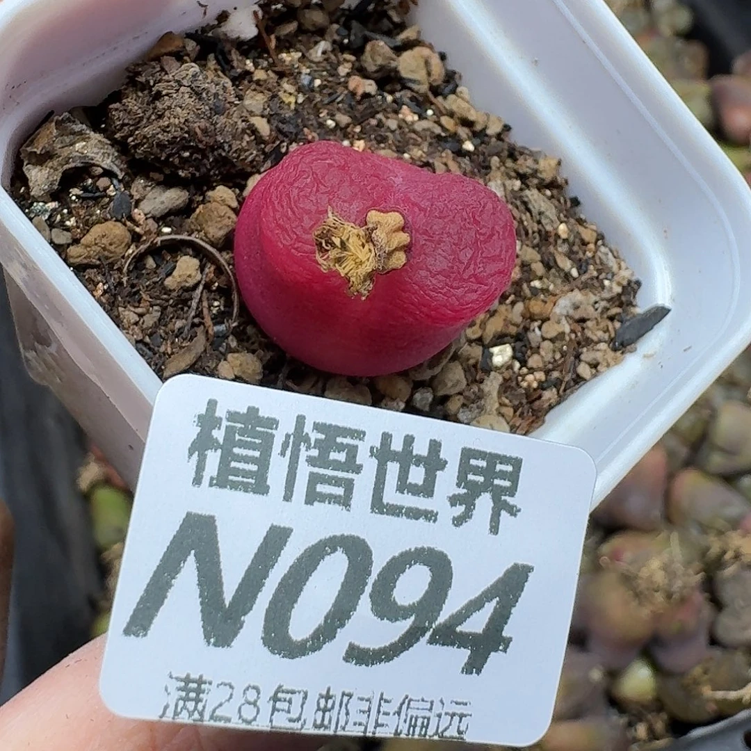 多肉植物的啊fhhbn