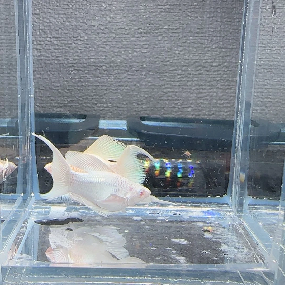 黑玛丽鱼瓷白粉钻眼