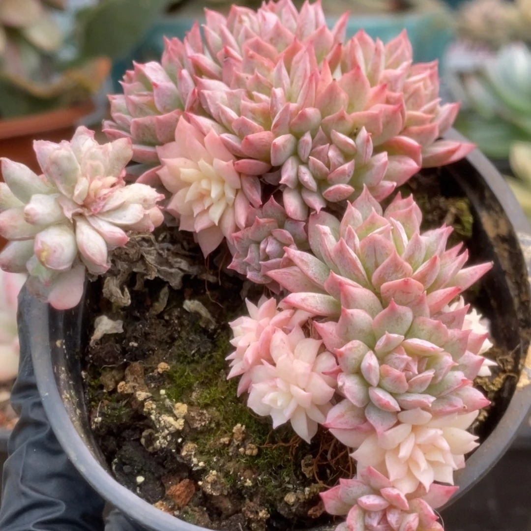 378火焰杯锦锦锦锦锦锦