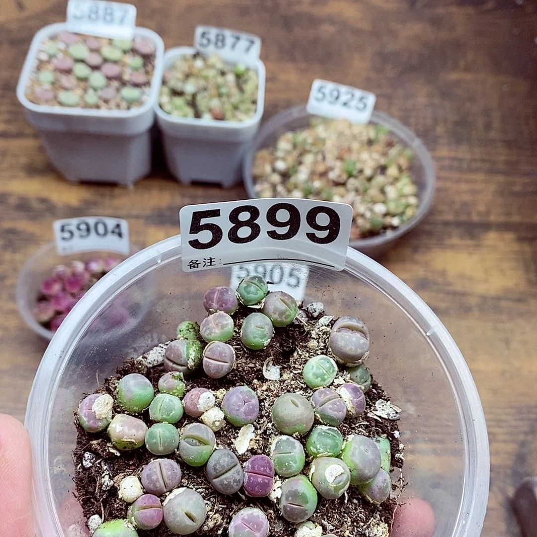 5899橄榄啦啦啦啦