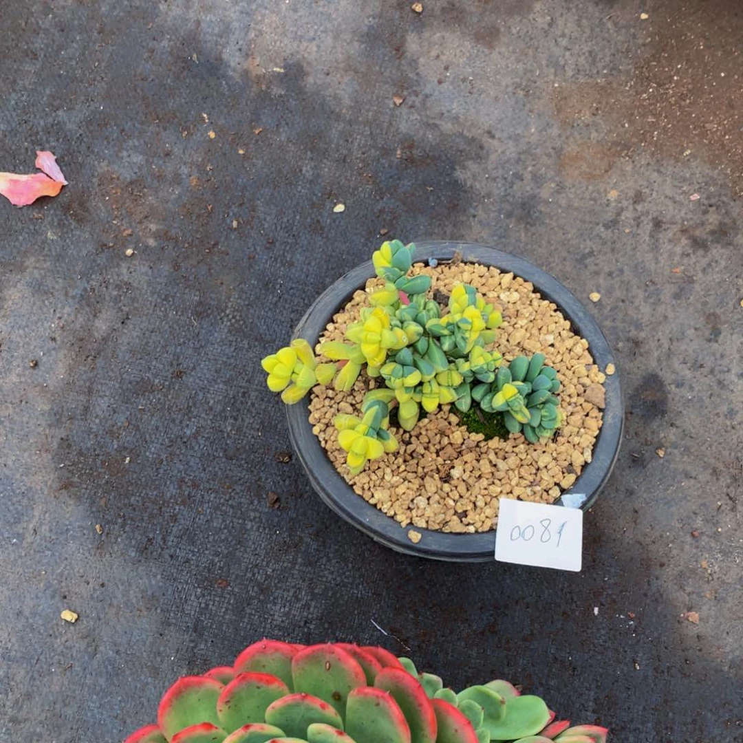 L**.0081鹿角海棠多肉