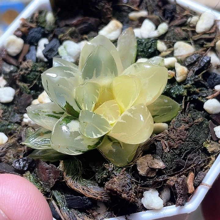 522北极之光锦特选福利