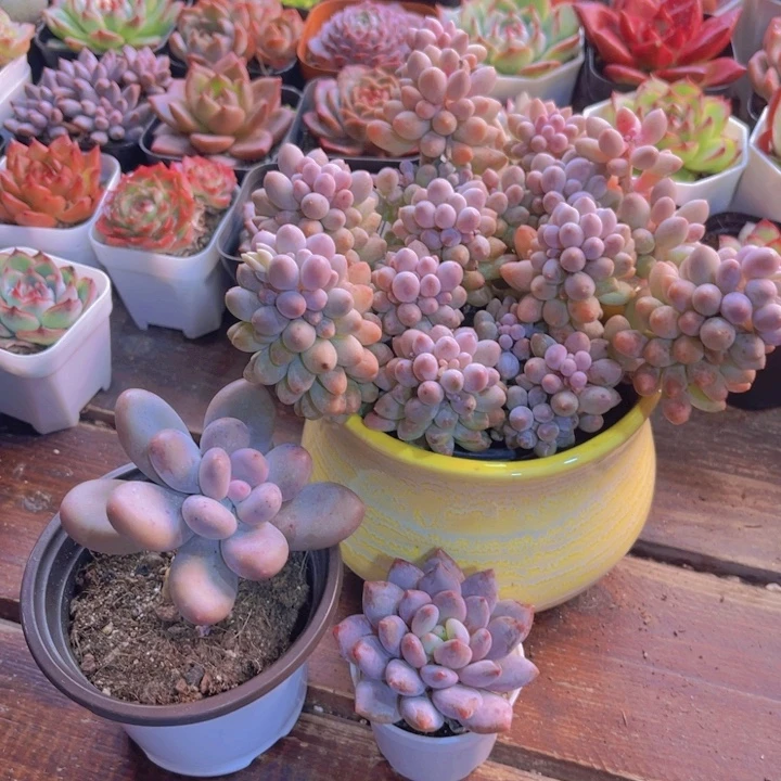 婴儿手指老庄 芭比奶 半夏