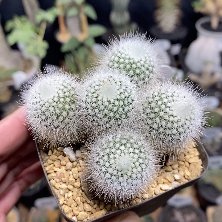 实生白小丁群生118号7cm