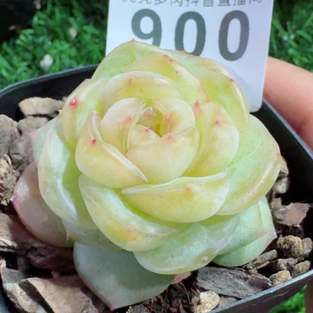 绿樱珍妮         精品多肉