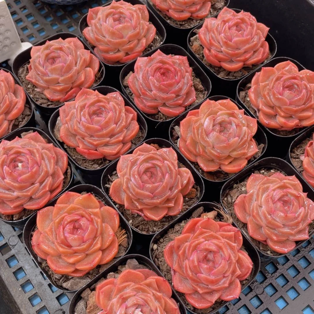 量拍22号 草莓啵啵单头一个