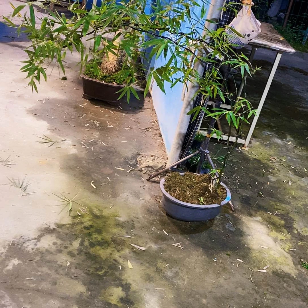 无花朵小叶簕竹一物一拍特价
