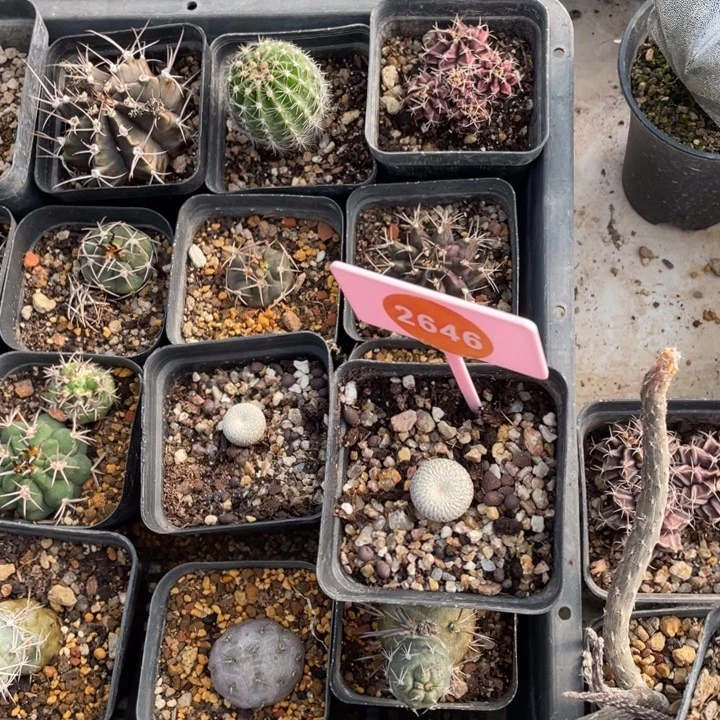 蝎***️实生月世界2646000000