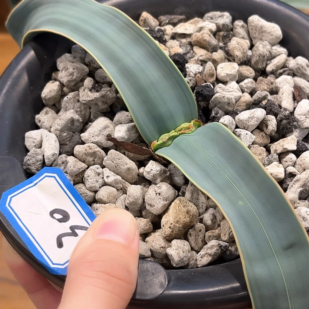 潮流植物百岁兰，金线30