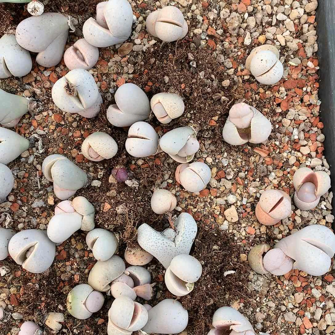 高尔夫非常好看12