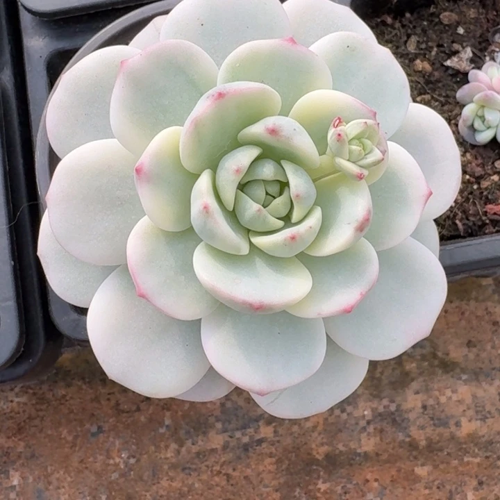 香草一物一拍好看