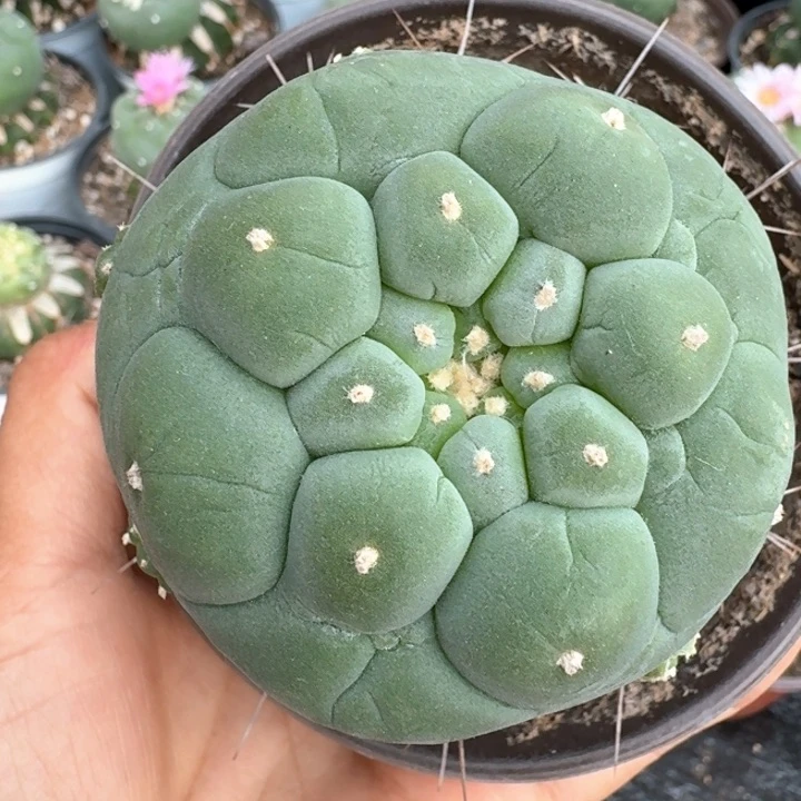 406荧光大尤仙仙人球