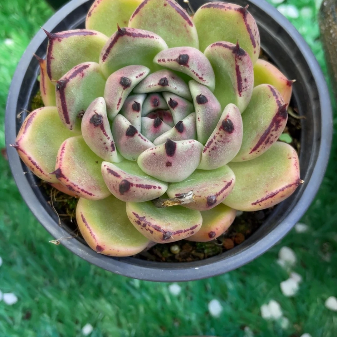 呼***C多肉植物盆栽多肉