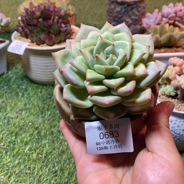 0683啊啊啊啊啊啊啊啊啊