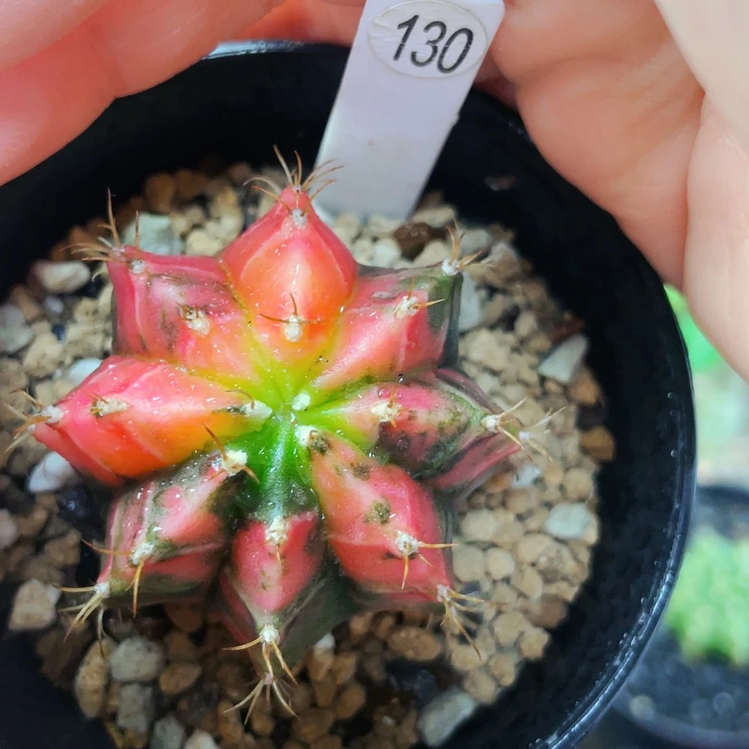 非偏远地区满25包邮仙人球