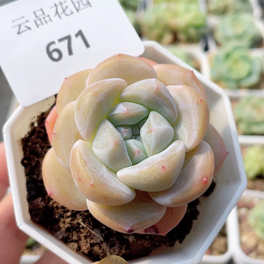 671号糖心冰心珍妮