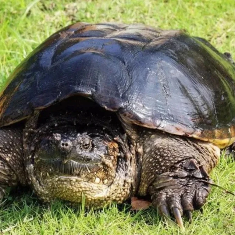 原种北美【黑武士】