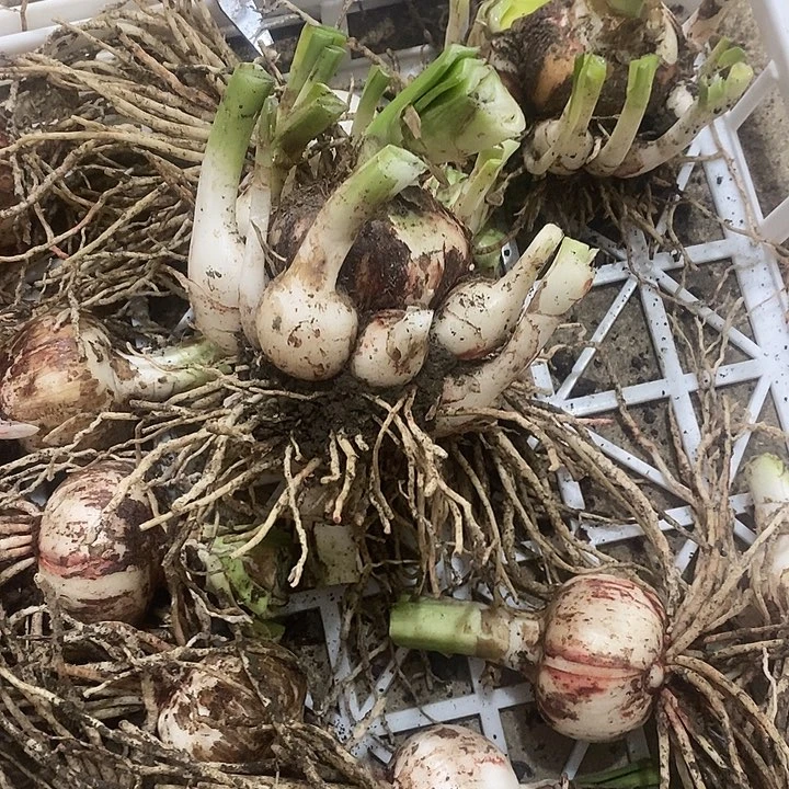 坨坨朱海风四号朱顶红7公分左右