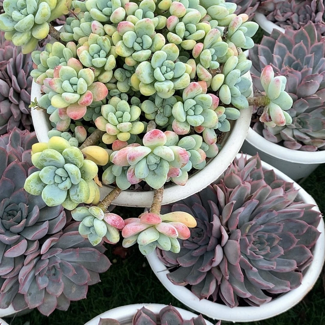小***丽香劳尔1颗多肉植物定向