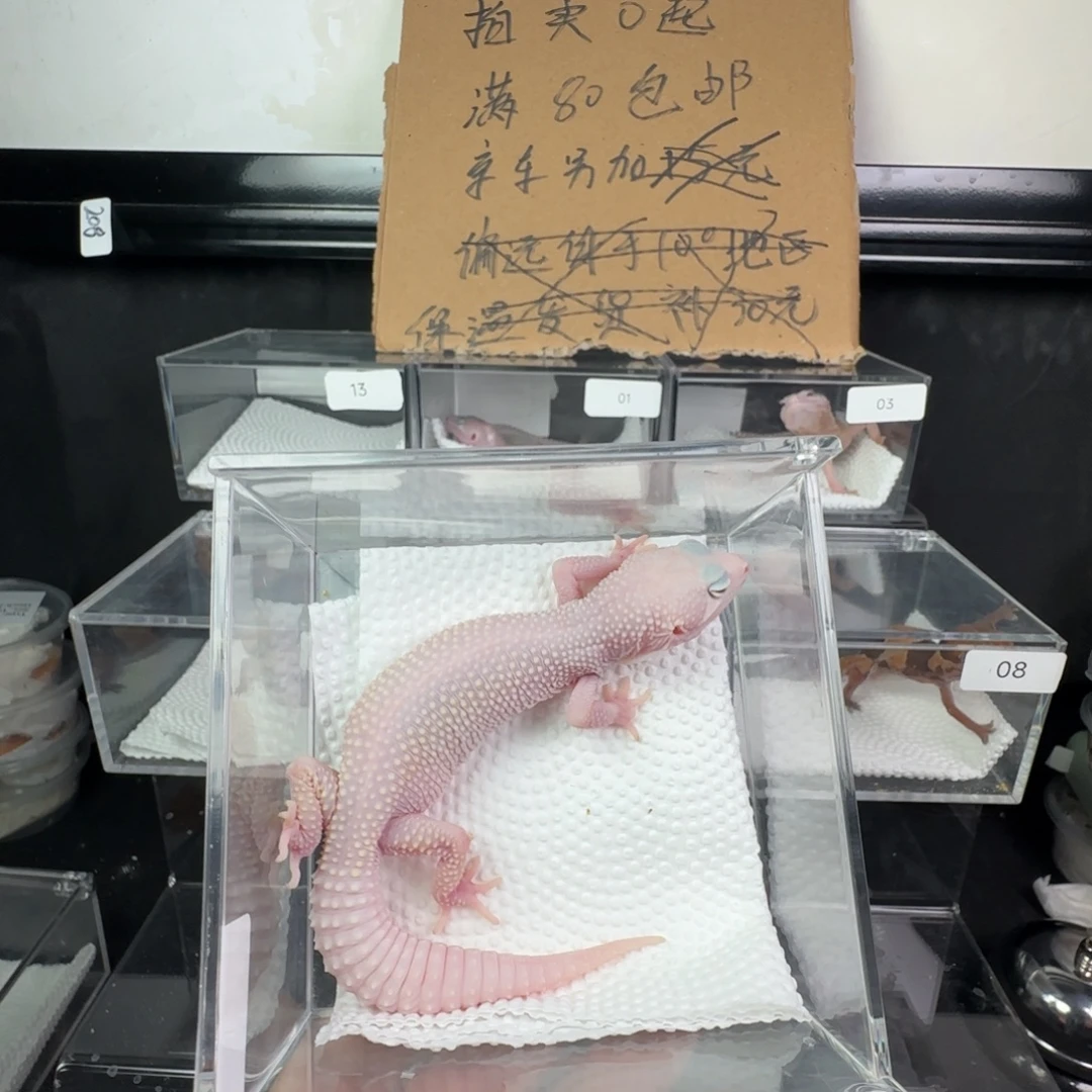 豹纹守宫雪花恶魔白酒妹妹