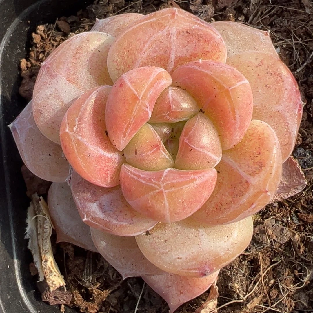 小卡拉米糖心一物一拍