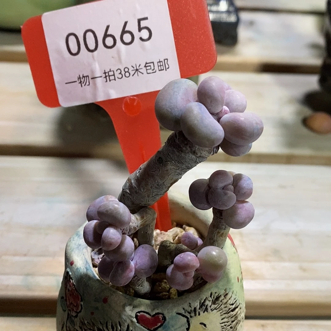 00665哈魔芋璐璐路图小雨