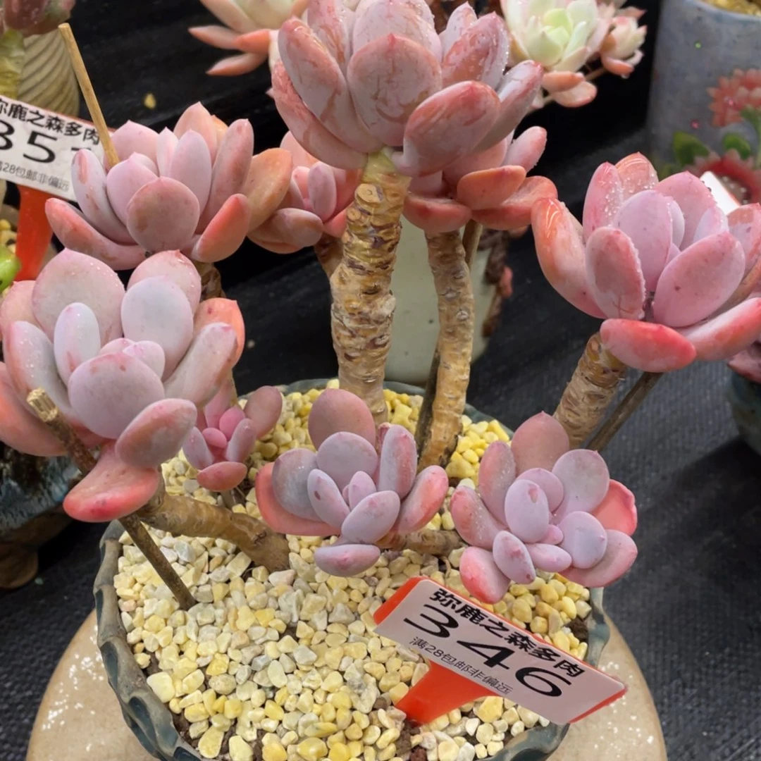 弥鹿之森一物一拍