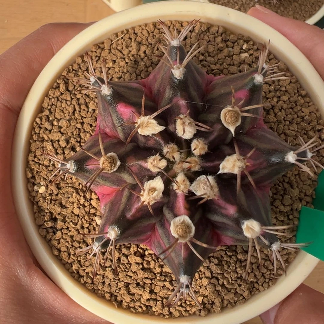 170 好看的米哈冲冲冲